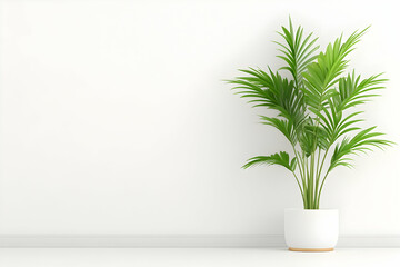 Empty white wall with potted palm plant