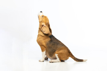 Pregnant beagle on white background