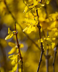 Forsythia blossoms in morning sunlight in Andrews, North Carolina