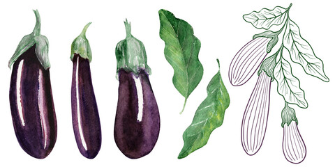 Watercolor illustration with ripe shiny eggplants