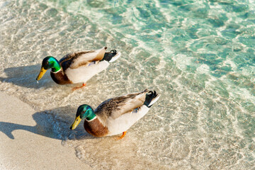 Anatre Capoverde (Germano reale), nel mare blu cristallino di Porto Cesareo - Salento, Lecce,...