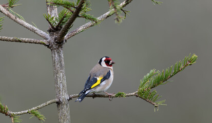 European goldfinch