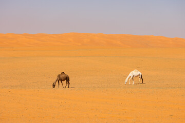 Camels run through the red sand desert in Saudi Arabia