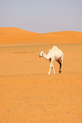 A Camel run through the red sand desert in Saudi Arabia