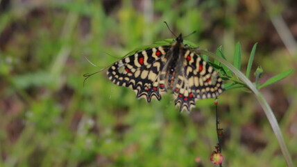 harlequin butterfly on a green leaf