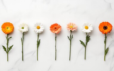 Obraz premium Colorful flowers in a row