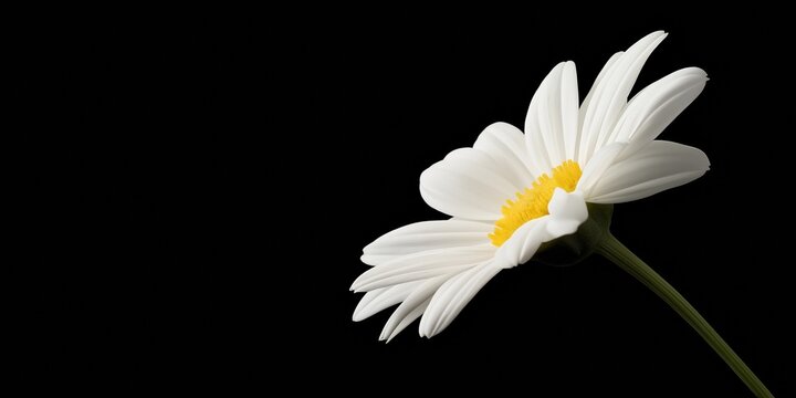 A white flower is the only thing visible in the image. The flower is in the center of the frame and is surrounded by a black background. Concept of simplicity and elegance