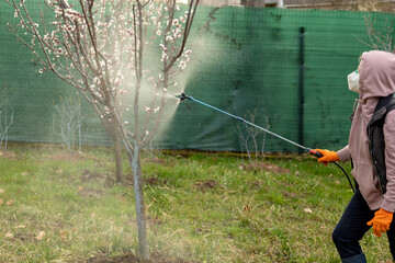 Woman spraying fungicides on a flowering fruit tree against plant and pest diseases. Used...