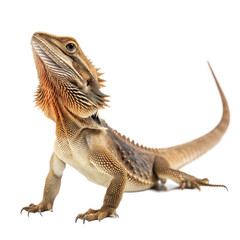 Fototapeta premium Frilled Lizard AI Generated Image