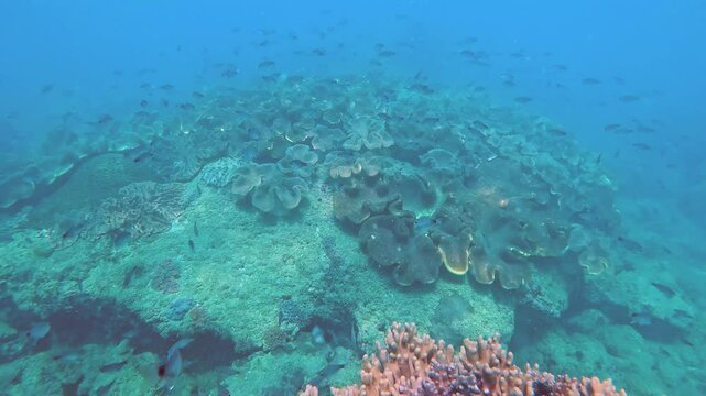 Colourful soft corals formations and a variety of fish thrive in the tropical underwater environment. Clear blue waters showcase a rich biodiversity of marine life