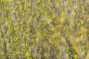 Young small green leaves on a bush.