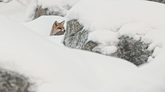 Red fox wrapped by snow in the mountain (Vulpes vulpes)