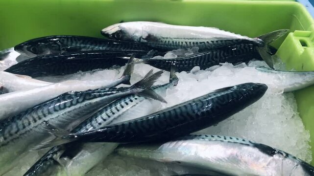 Alicante, Spain - March, 2025: Variety of fish in ice containers in supermarket