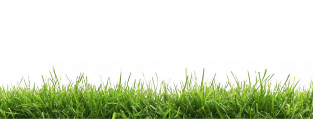 Beautiful green grass border isolated on a white background with copy space, png