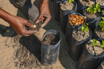 Obraz premium Caring for the Future: Seedling Nursery Irrigation