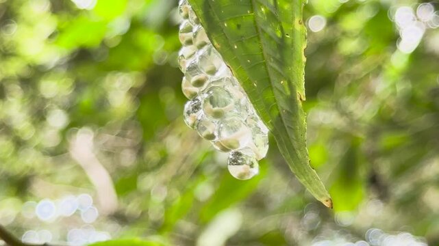 moving frog eggs attached to leaves