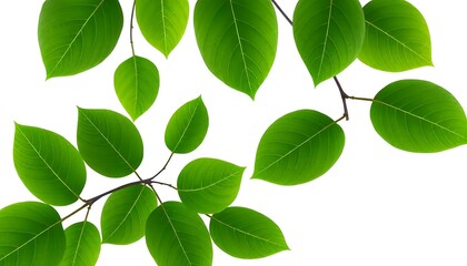 Continuous Line Lush Green Leaves White Background