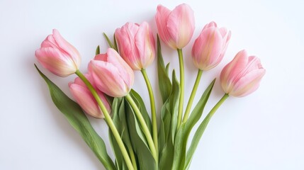 Fototapeta premium Colorful Fresh Tulip Bouquet on White Background for Spring and Floral Decoration Concepts