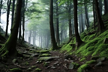 Obraz premium Forest wilderness vegetation landscape.