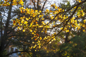 Herbstlich bunt verfärbte Ahornblätteran an Ästen, Deutschland