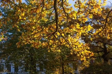Herbstlich bunt verfärbte Ahornblätteran an Ästen, Deutschland