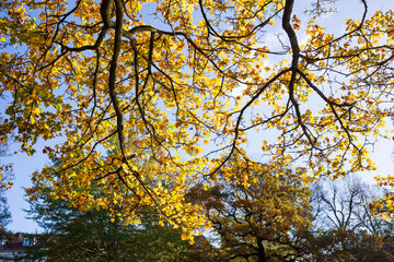 Herbstlich bunt verfärbte Ahornblätteran an Ästen, Deutschland