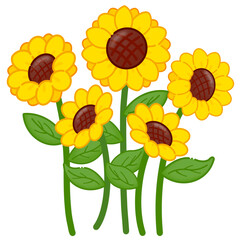 sunflower on white background