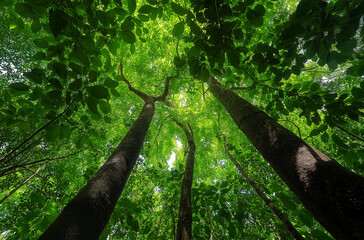 Fototapeta premium A trek across the Emerald Forest Canopy invites adventurers into a lush, verdant journey, merging natural wonder with daring exploration.