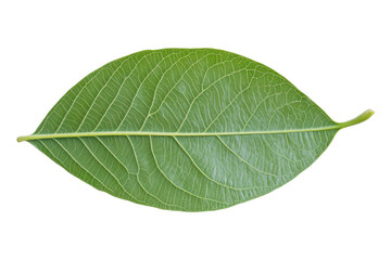 Obraz premium Isolated guava leaf on a white background, png