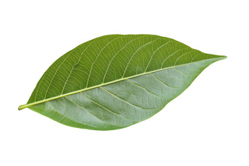 Obraz premium Isolated guava leaf on a white background, png