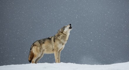 Fototapeta premium Wolf Howling in Winter Snowstorm