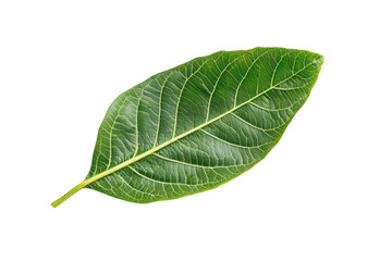 Obraz premium Isolated guava leaf on a white background, png