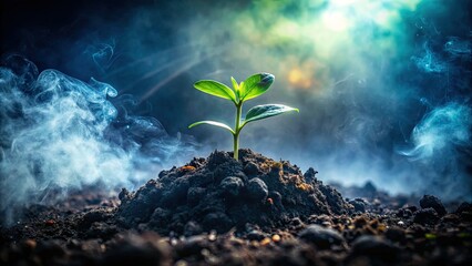 Foggy Dawn Plant Sprout - Low Light Photography, Misty Soil, Nature Scene, Emerging Life