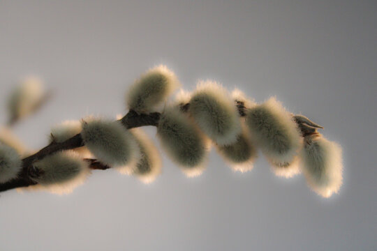 Pussy willow catkins - Powered by Adobe