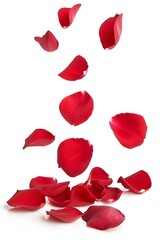 Elegant Crimson, A Cascade of Red Rose Petals on a White Backdrop