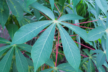 Cassava leaves, cassava, or cassava tree (Manihot esculenta, synonym: Manihot utilissima) are...