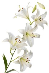 Obraz premium Elegant White Lilies Blossom in Full Bloom against a Clean Backdrop