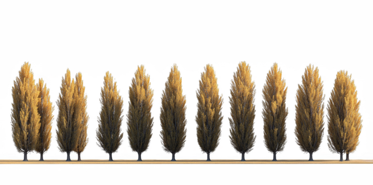 Row of Tall Autumn Poplar Trees in a Minimalist Landscape