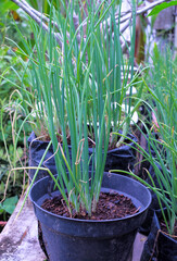 Scallions (also known as green onions and spring onions) growing in pots