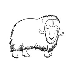 Vector Outline Illustration of Musk Ox Isolated on White Background
