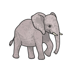 Vector Colorful Illustration of Baby Elephant Isolated on White Background