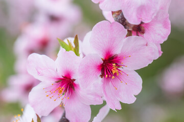 almond