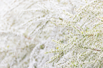 Thunberg's meadowsweet