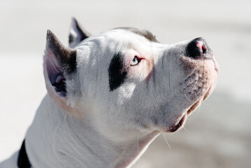 young white with brown spots american staffordshire terrier walking with owner in street, close-up view of muzzle, dogwalking concept