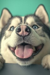 Playful Siberian Husky with Bright Blue Eyes and Happy Expression