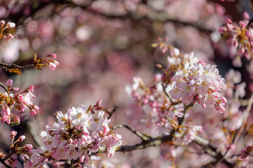 Selective focus of white pink Cherry blossoms blooming on the tree, Sakura flowers in early spring season, The flower of trees in Prunus subgenus Cerasus, Nature background, Abstract floral wallpaper.