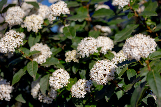 Selective focus of a bush white flowers in the garden with green leaves, Laurustinus (Viburnum tinus) is a species of flowering plant in the family Adoxaceae, Nature floral pattern, Greeney background - Powered by Adobe