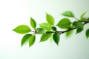 Fototapeta premium A small tree branch with green leaves isolated on white background, green, white space