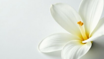 Fototapeta premium Close-up of pristine white flower petals against pure white background, high-resolution, refined, floral