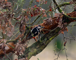 Great Spotted Woodpecker On A Tree In A Nature Park